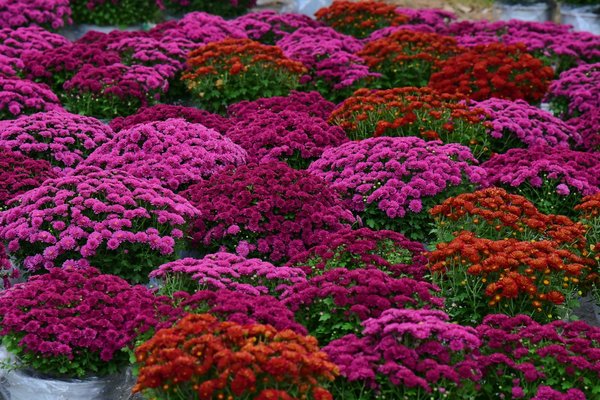 Isolation extérieure dans le 78 : optez pour la qualité et l'efficacité